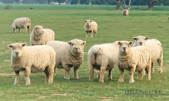 A group of Hillgrove Babydoll Southdown rams and ewes in paddock