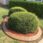 Concrete curbing around bushes