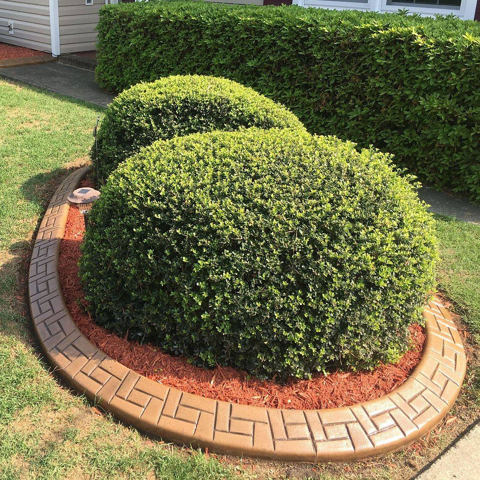 Concrete curbing around bushes