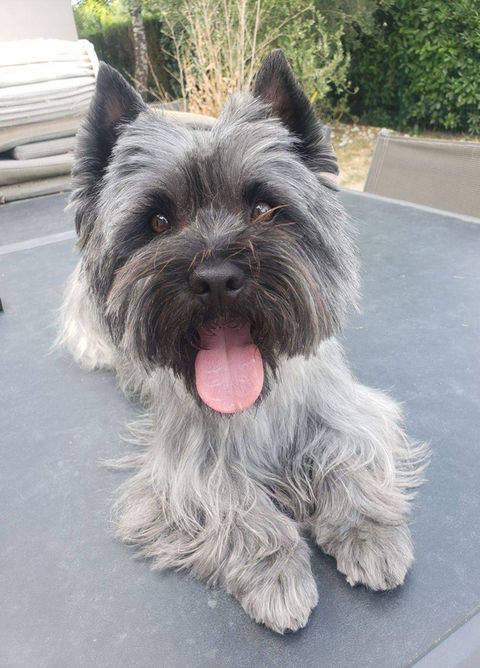 photographie chien Lot et Garonne