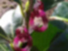 Flower Buds Family