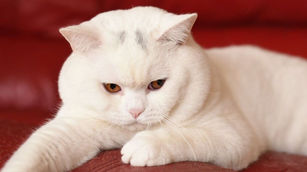 White British Shorthair