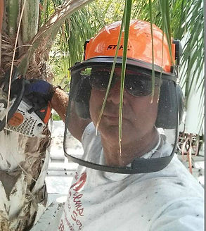 The Tree MD Graham Orr, certified arborist.