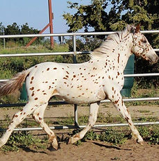 Pyx as a foal