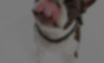 bgImage