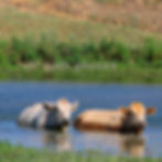 photography, happiness, summer, cows, farm, ranch, water, pasture, relaxing