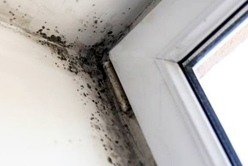 Mold Damage