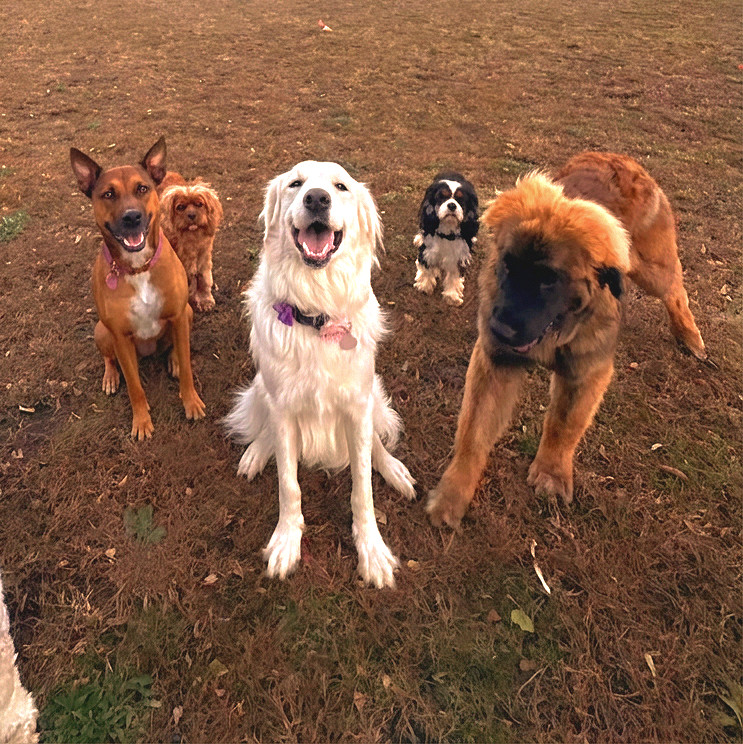 dog pack