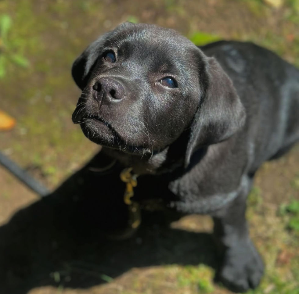 puppy