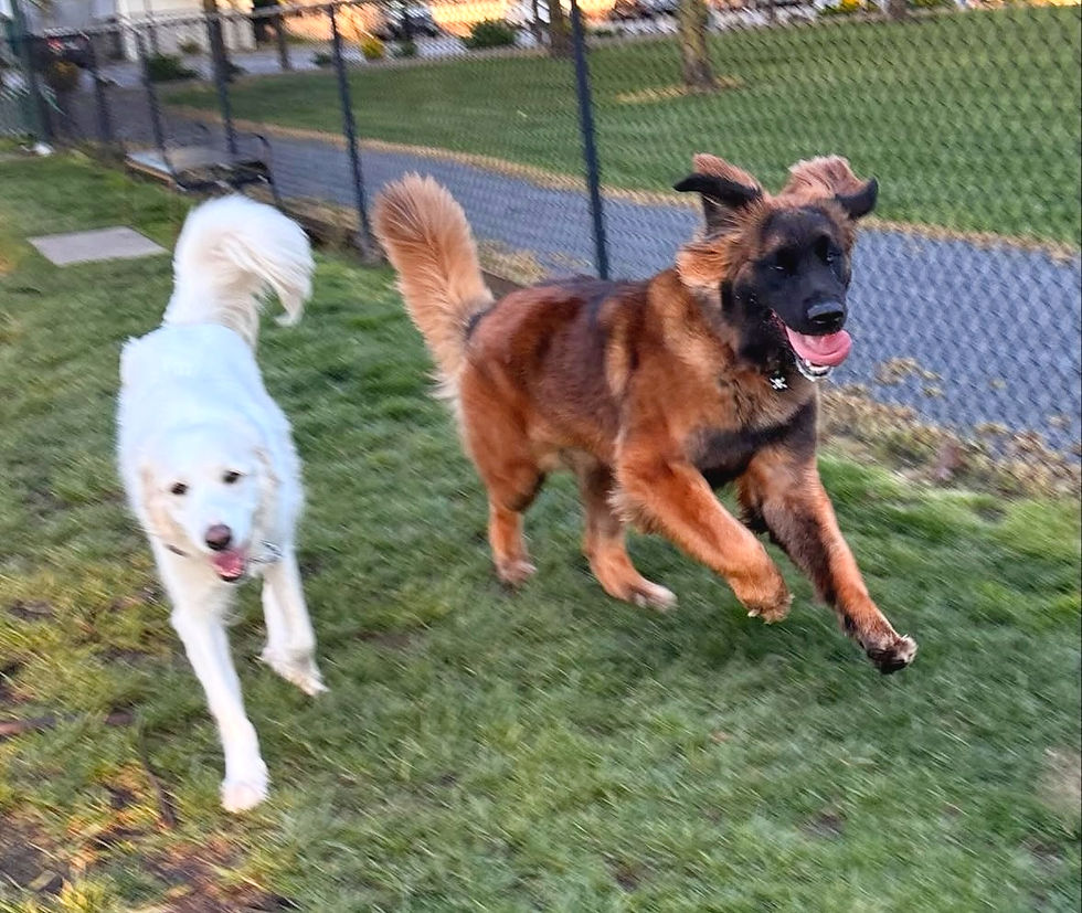 dog pack