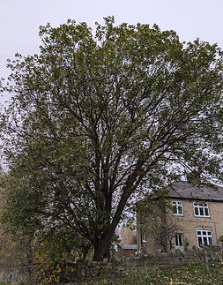 tree reduction matlock peak district