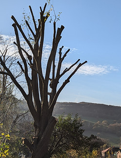 tree reduction matlock peak district