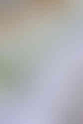 Décoration blanche et verte d'un mariage accès sur l'assiette avec la serviette et une branche de végétation dessus 