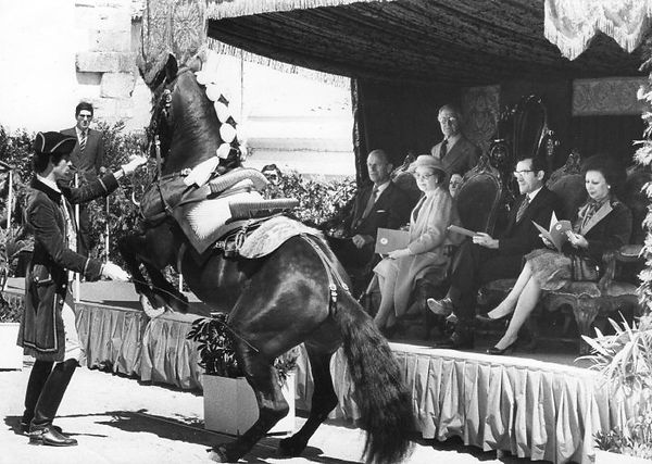 cavalo lusitano a fazer levada