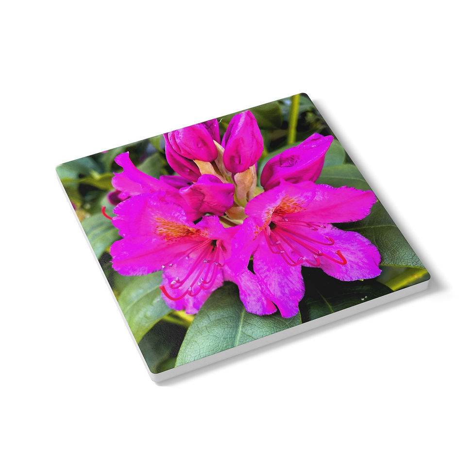 Thumbnail: Ceramic Coaster — Vibrant Pink Rhododendron Floral Drink Coaster