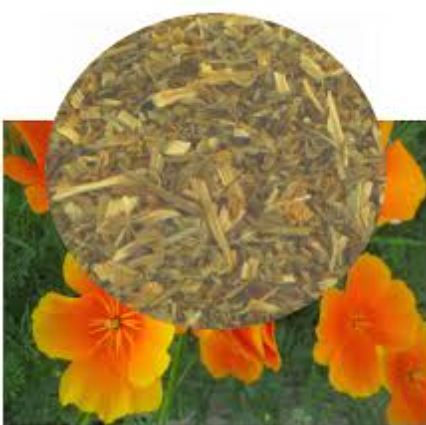 Organic California Poppy