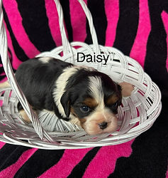 Daisy #1.JPEG