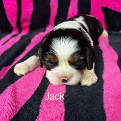 Jack #1.JPEG