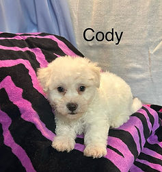 Cody.JPEG