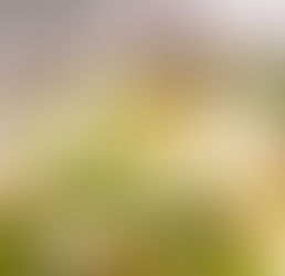 Simple Vegan Nut Cheese