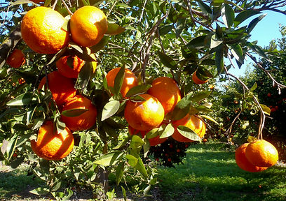 אשכול של קלמנטינות