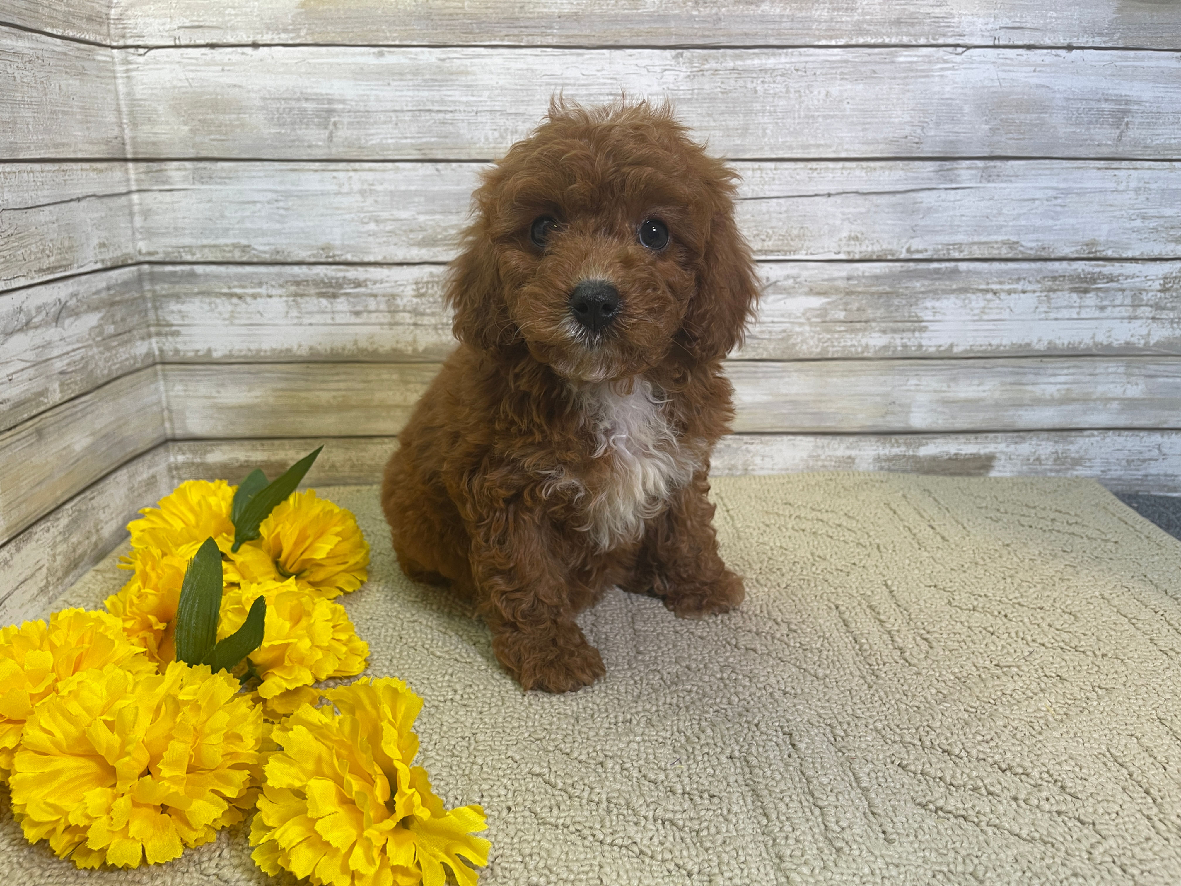 Sydney-Female Cavapoo