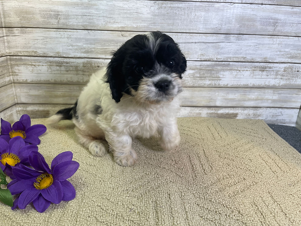 Thumbnail: Fred-Male Cavachon