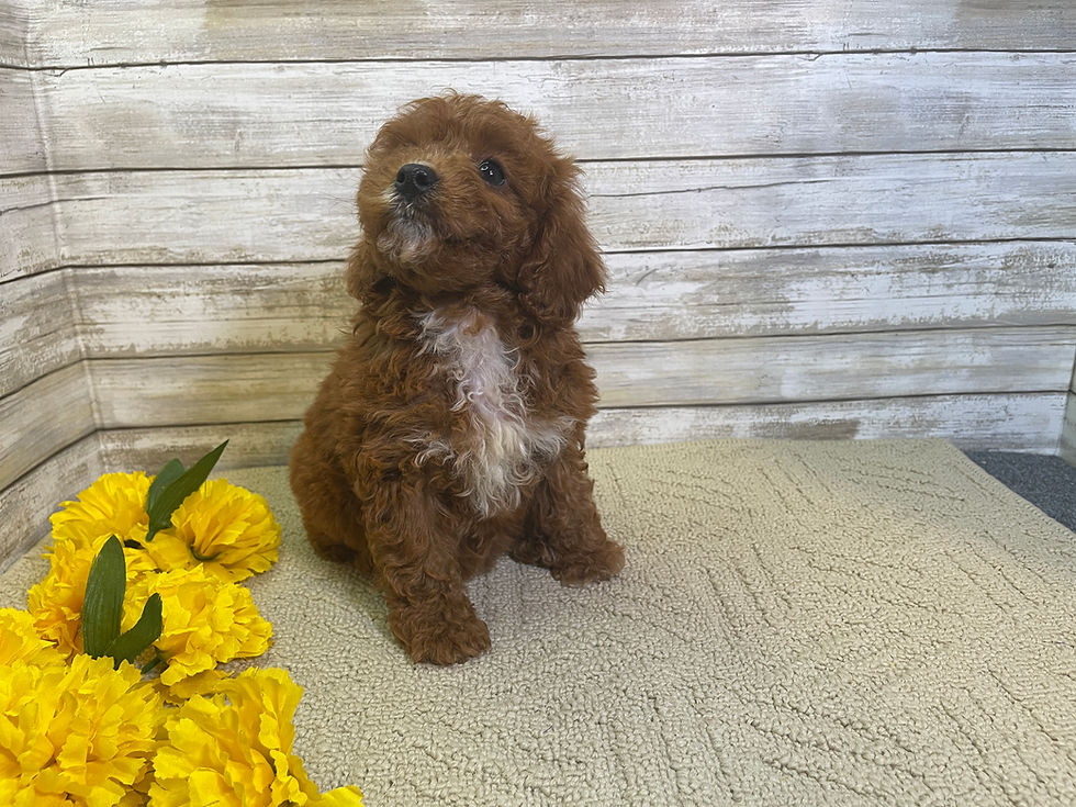 Thumbnail: Sydney-Female Cavapoo