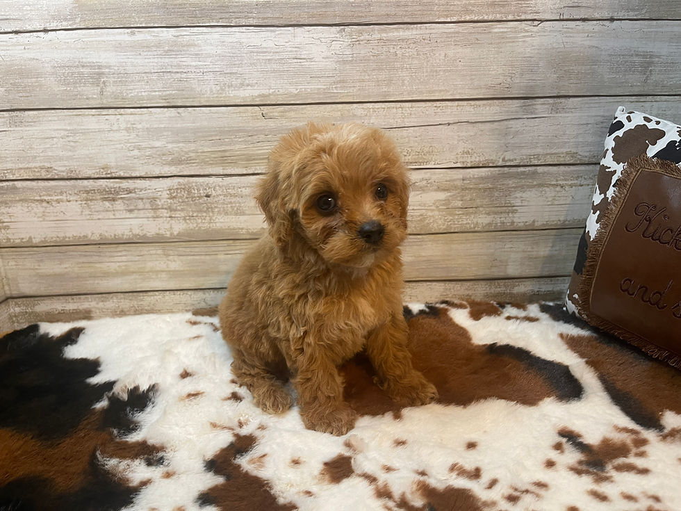 Thumbnail: Scooter-Male Cavapoo