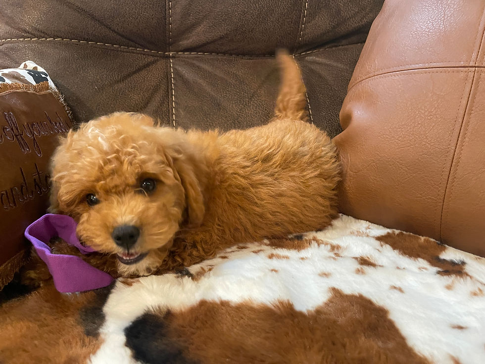 Thumbnail: Spencer-Male Cavapoo