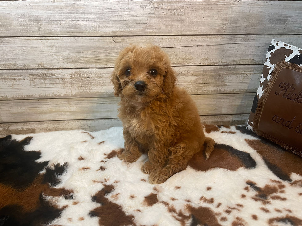 Thumbnail: Scooter-Male Cavapoo