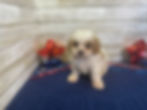 Thumbnail: Barney-Male Cavachon