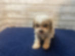 Thumbnail: William-Cavapoo Male