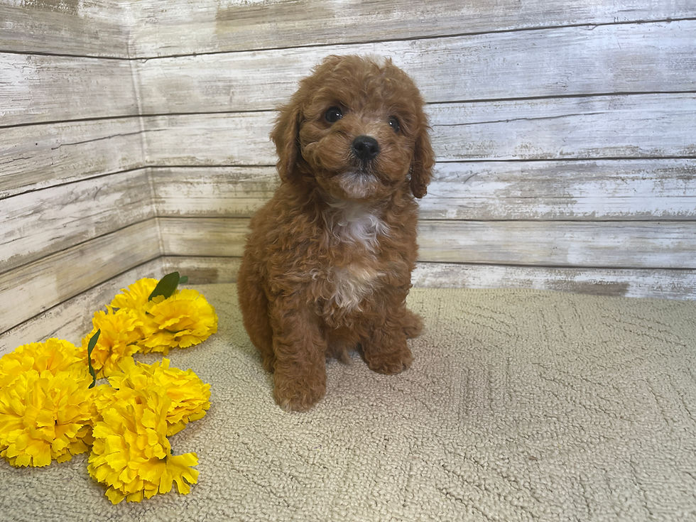 Thumbnail: Stanley-Male Cavapoo