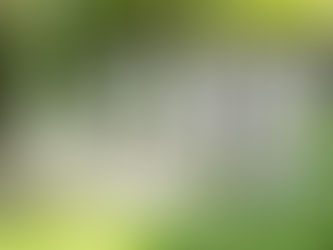 Don't Scorch Your Grass | Lawn Watering in East Texas