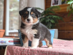 Holly at 5 weeks old