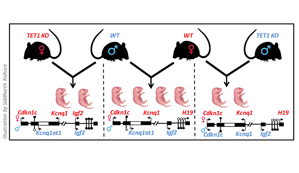 Illustration from Molecular Cell