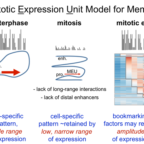 Mitotic Transcription may Help Maintain Cell Identity