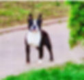 IMG_7898.PNG