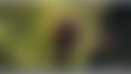 Harley-Davidson Factory Race Team