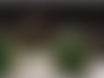 Rolex and Equestrianism