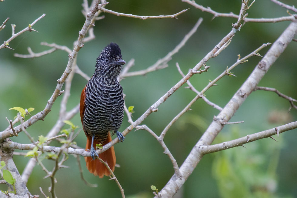 choca listrada / Thamnophilus palliatus