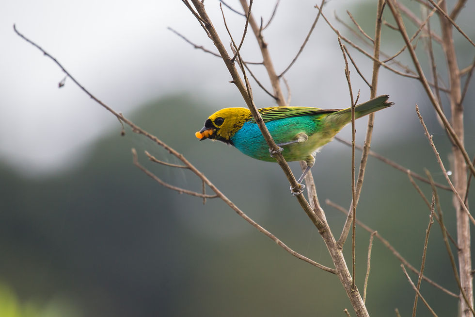 Saíra douradinha / Tangara cyanoventris