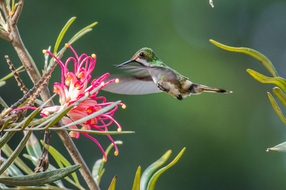 bandeirinha_Discosura longicaudus