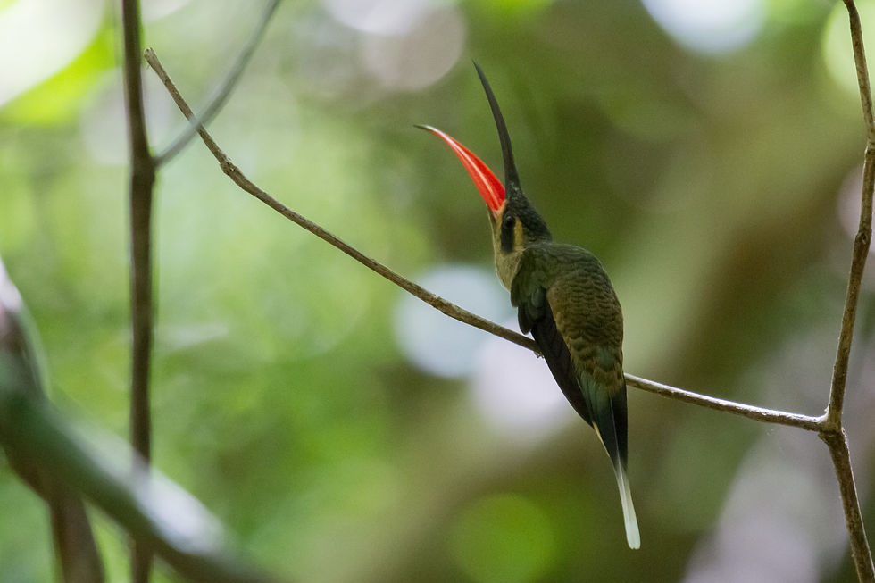 Margarete / Phaethornis margarettae