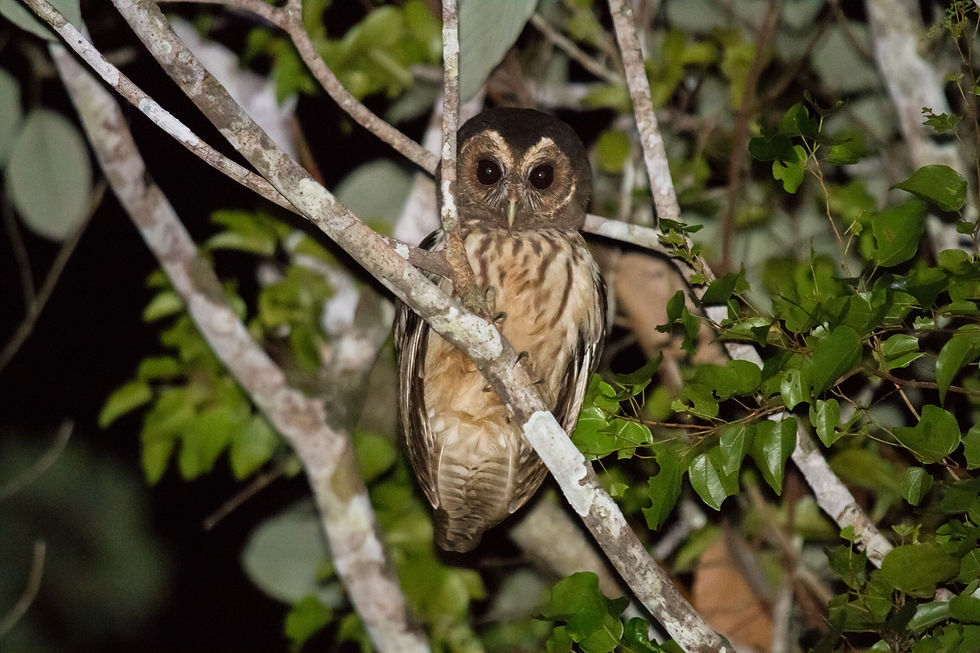 Coruja do mato/Strix virgata