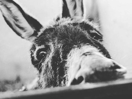 Donkey close up