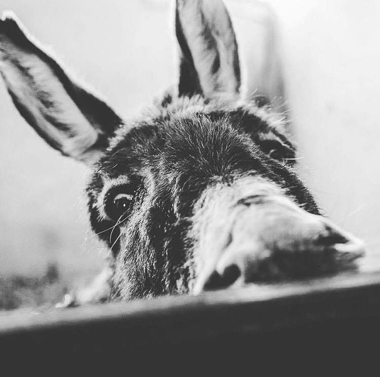 Donkey close up