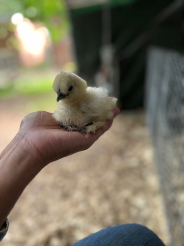 12 Silkie Bantam Chicken Hatching Eggs (USPS delivery) | Yolktopia