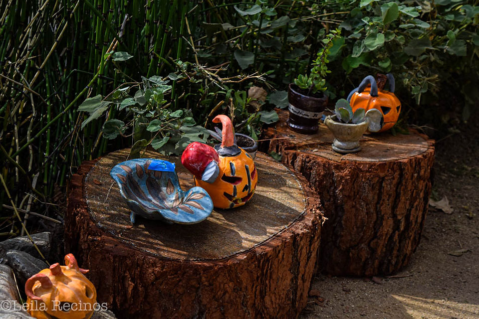 Pumpkins and ceramic trays 